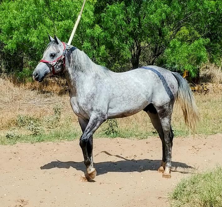 ARABIAN HORSES FOR SALE, SAN ANTONIO TEXAS AREA